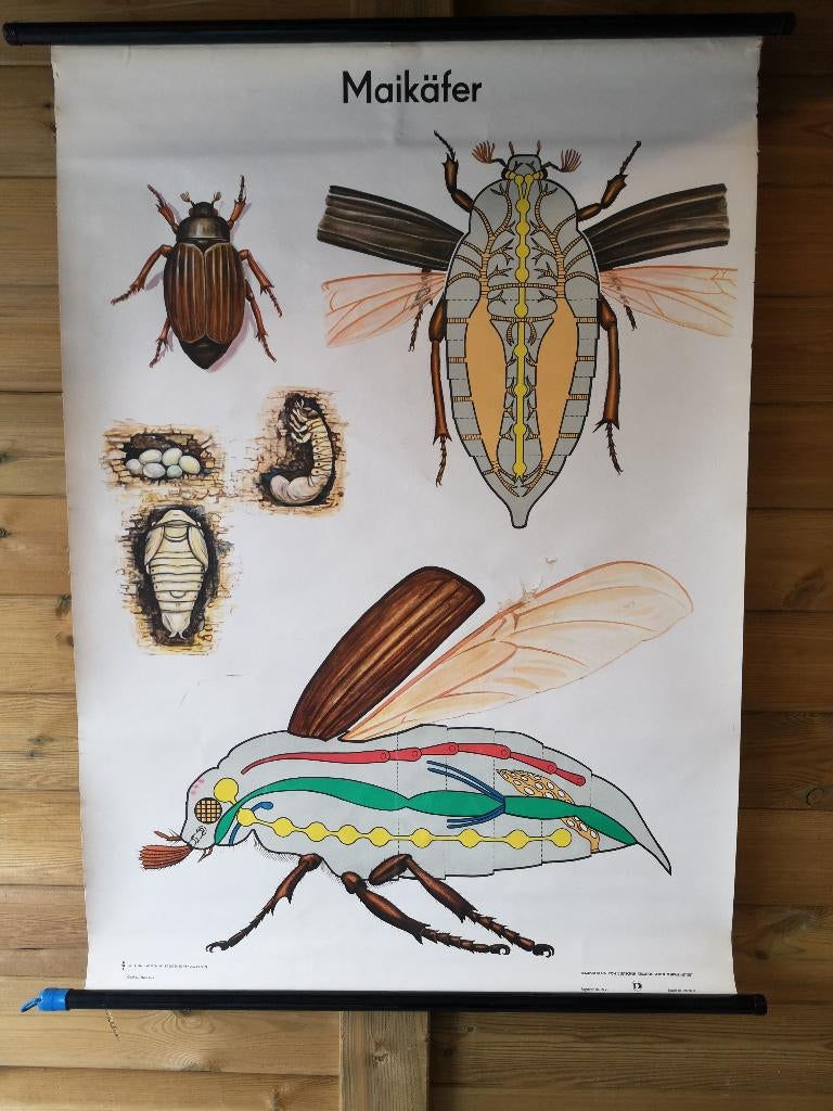schoolplank,meikevers,de volledige levenscyclus van  insect, Ophalen of Verzenden, Natuur en Biologie