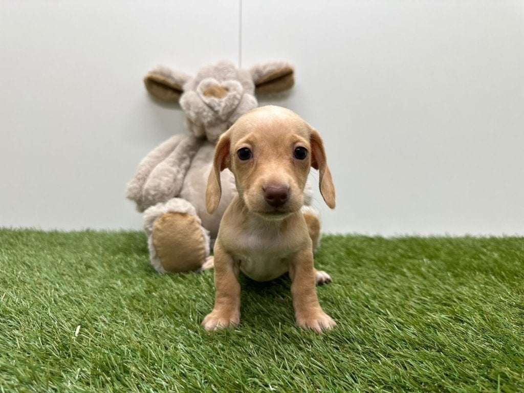 Portée de chiots Kaninchen Teckel