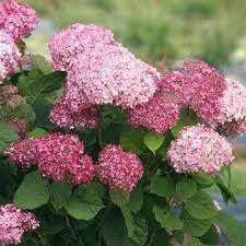 Hydrangea Pink Annabelle, Ophalen, Halfschaduw