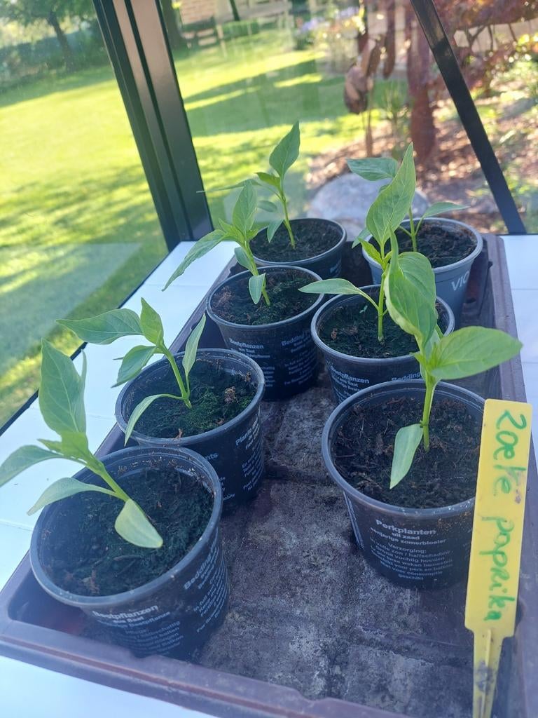 Zoete paprika plantjes, Tuin en Terras, Ophalen
