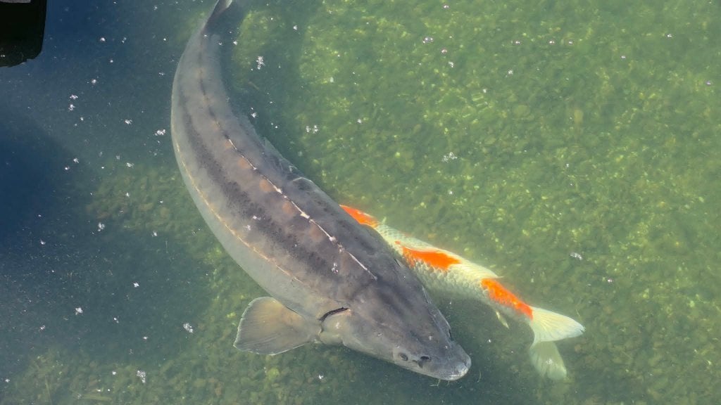 Kanjer van een steur +/- 150 cm, Animaux & Accessoires, Poissons | Poissons d'étang, Esturgeon