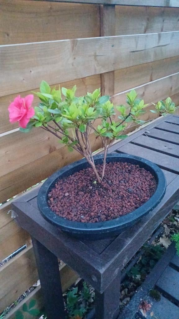 1 azalea, Ophalen