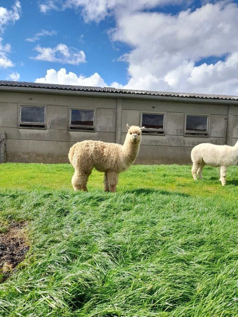 Étalon Sweet Alpaca depuis presque 1 an, Animaux & Accessoires, Animaux Autre, Mâle, Juillet