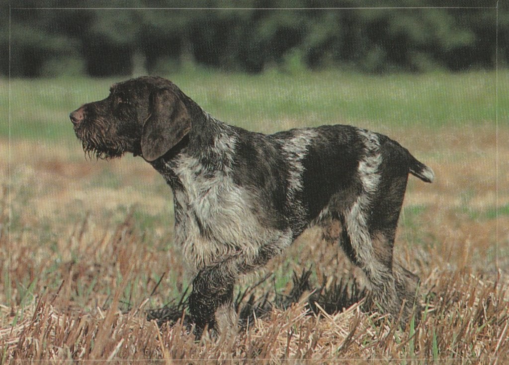 CHROMO  DUITSE  STAANDE  HOND  DRAADHAAR, Collections, Enlèvement ou Envoi, Neuf, Animal, Gravure