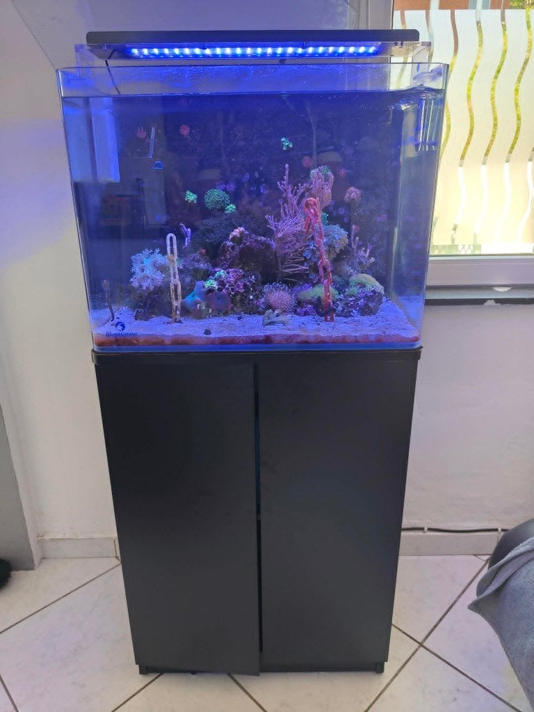 Vends aquarium marin, Aquarium d'eau de mer rempli, Chauffage, Enlèvement, Utilisé