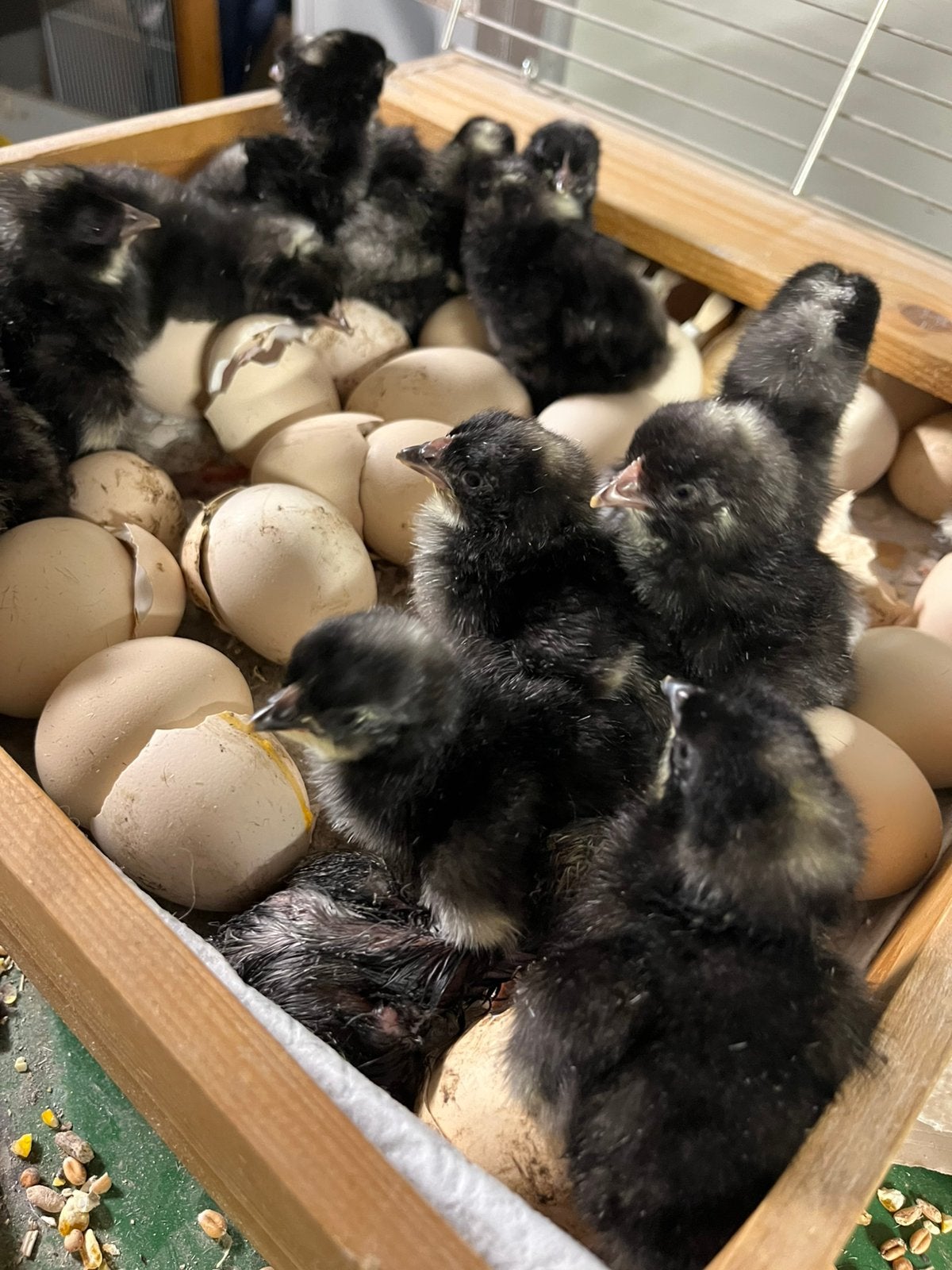 Mechelse koekoek kuikens, Dieren en Toebehoren, Pluimvee