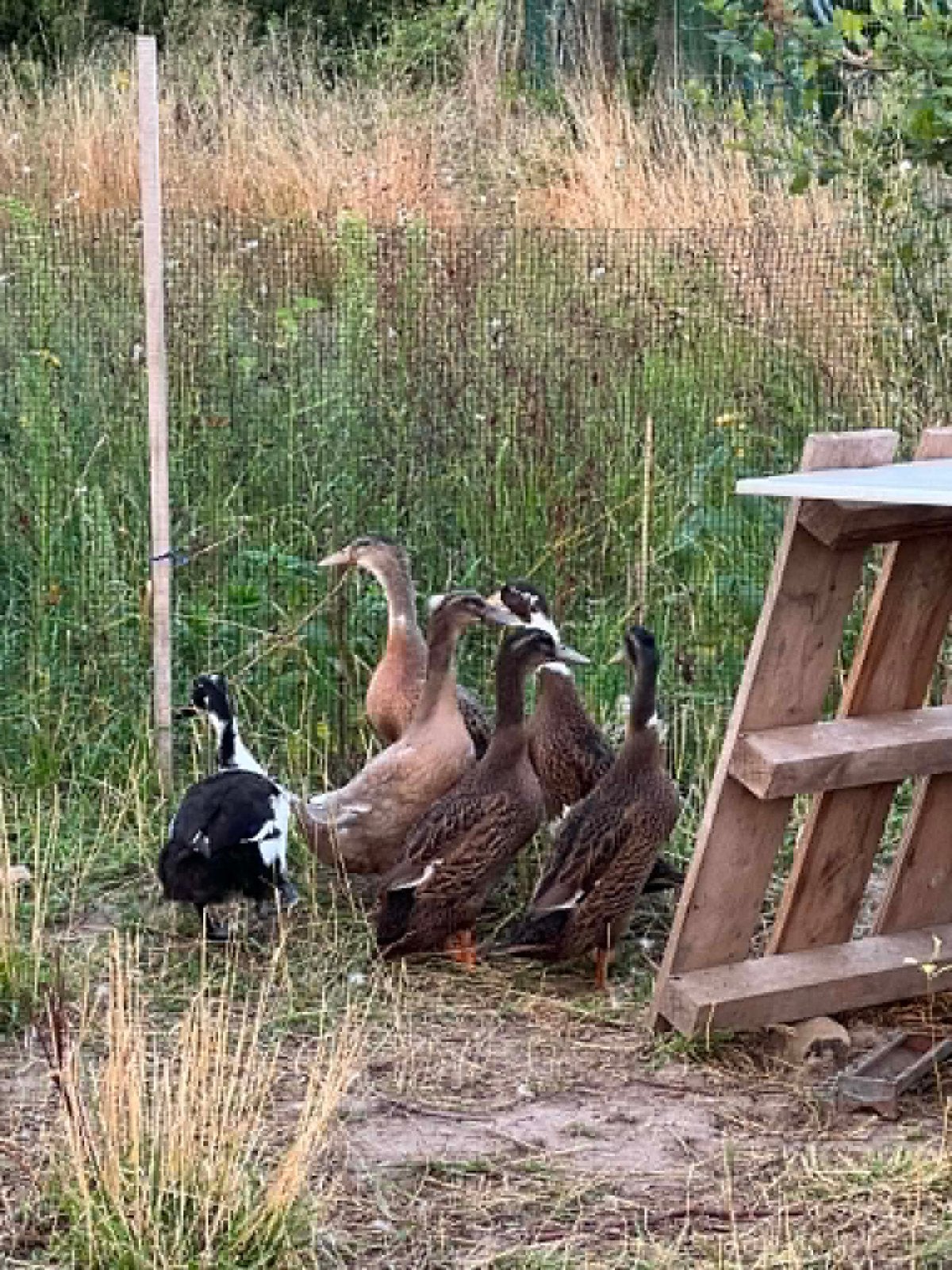 Jonge Indische loopeenden, Dieren en Toebehoren, Pluimvee, Eend