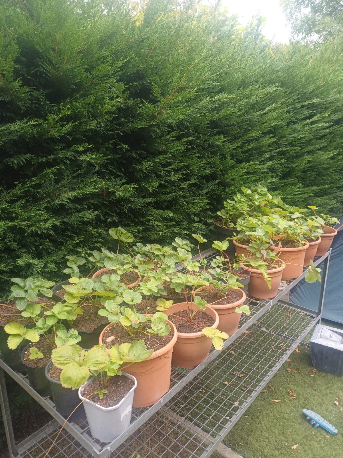 ongeveer 30 aardbeien plantjes verschillende soorten, Tuin en Terras, Ophalen