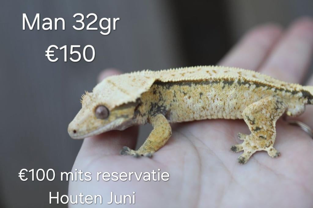 Verschillende wimpergekko's (mannen), Dieren en Toebehoren, Hagedis, 0 tot 2 jaar
