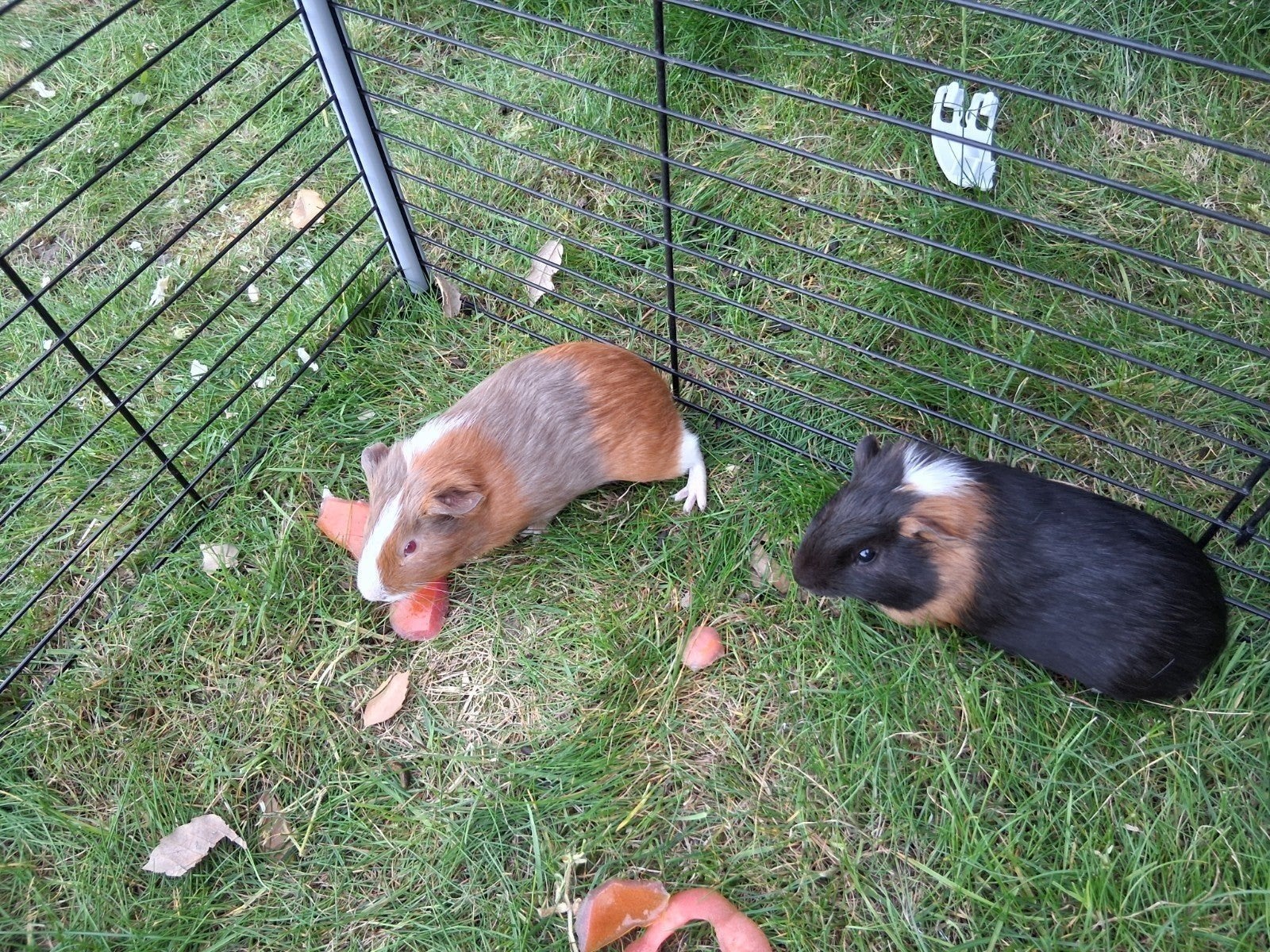 2 jonge mannetjes cavia's te koop, Avril, Mâle, Cobaye