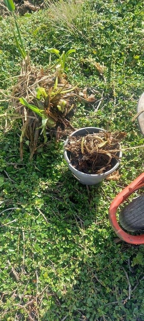 vijverplanten, Ophalen