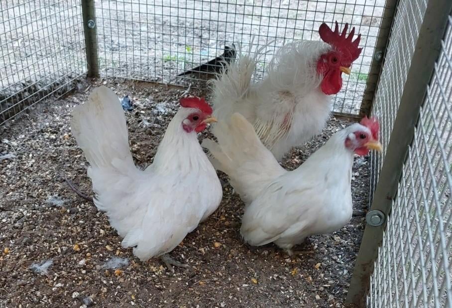 Serama kippetjes wit zijdeveer krul en glad, Dieren en Toebehoren, Pluimvee
