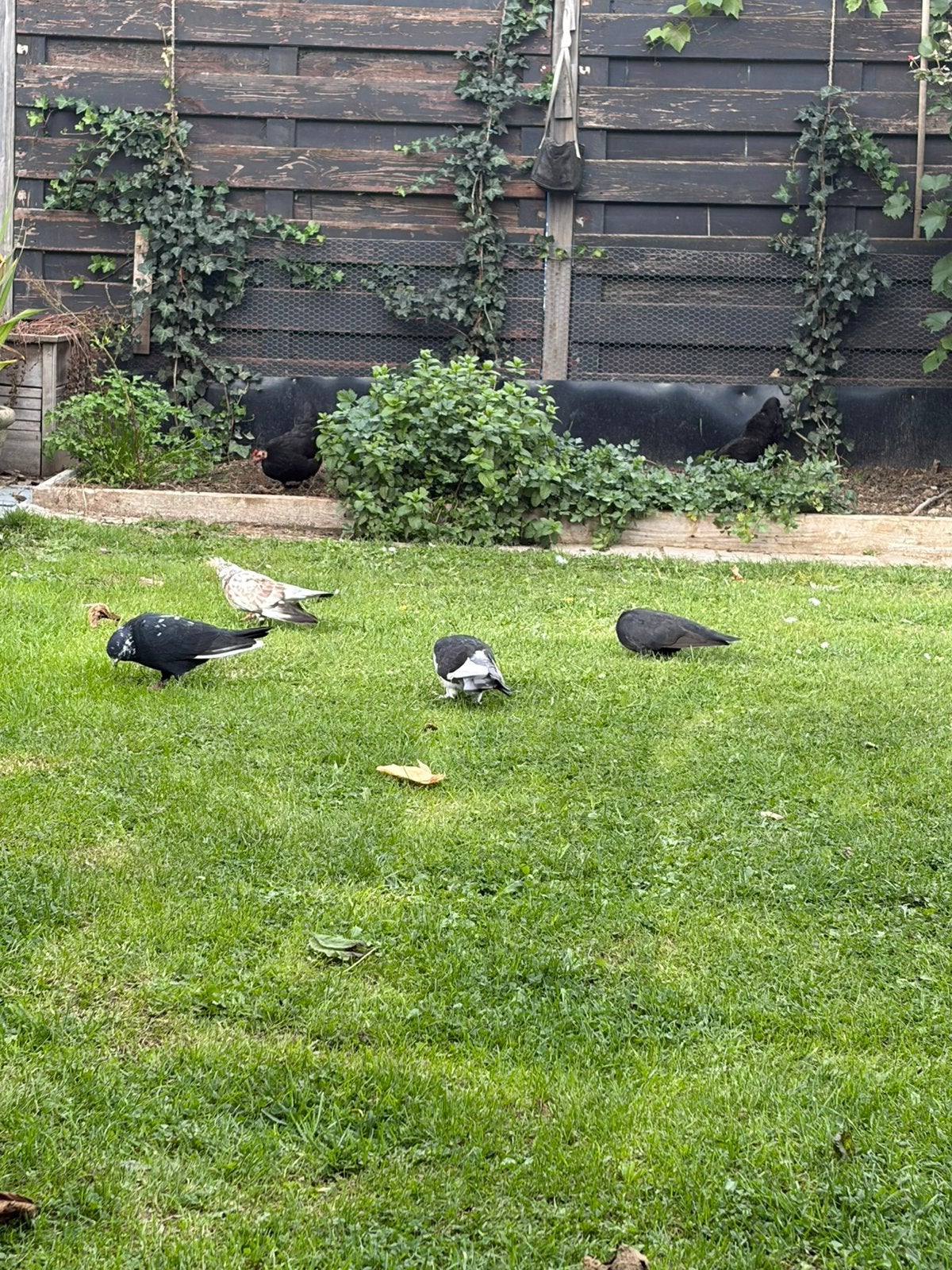 De beaux pigeons différents : 8€, pièces, Animaux & Accessoires