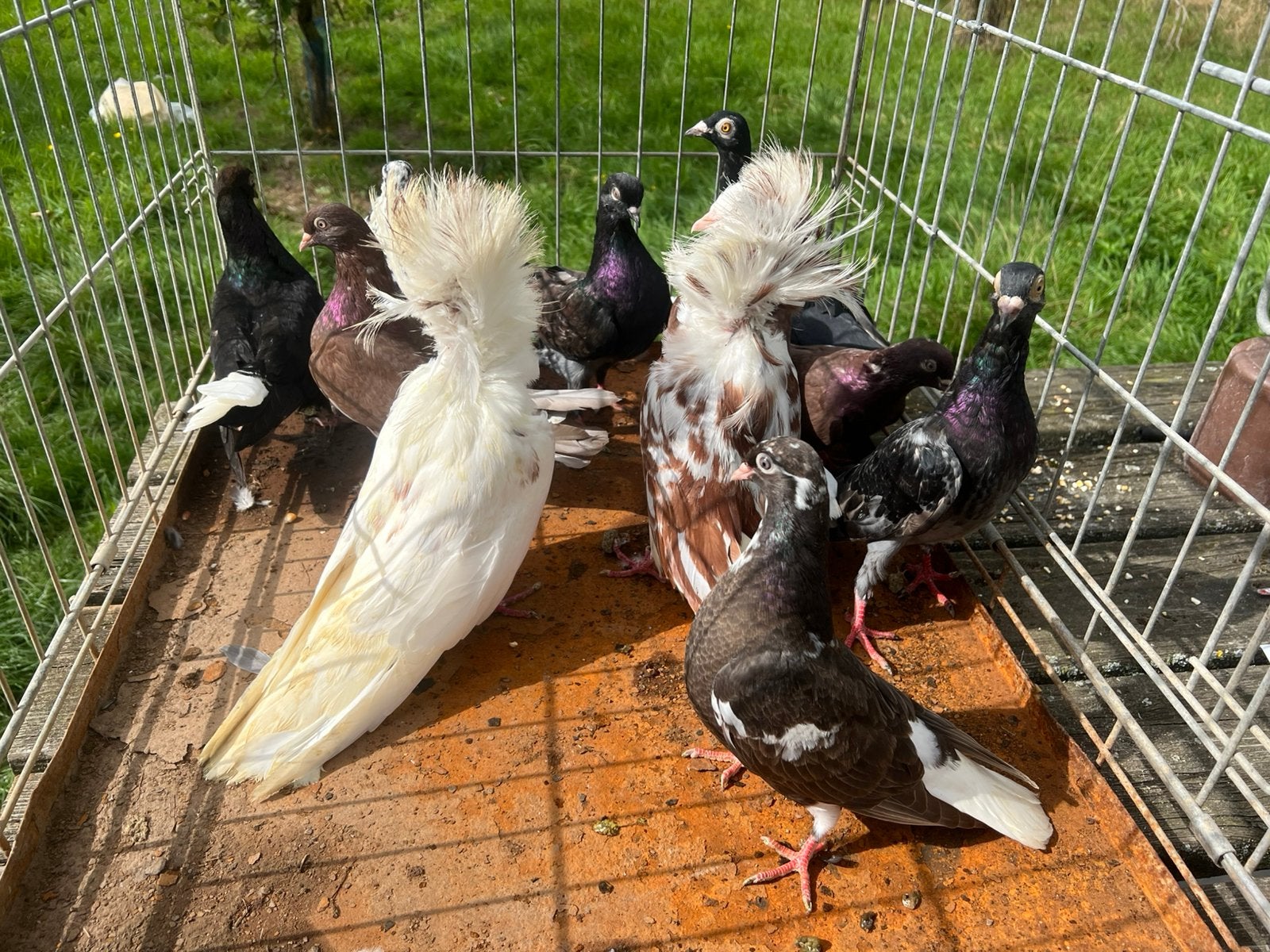 11 Duiven, Dieren en Toebehoren