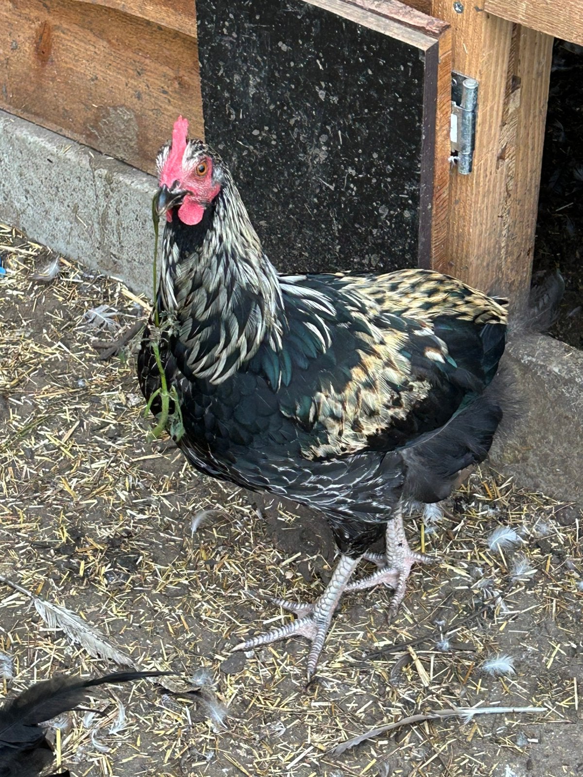 Hanen te koop, Dieren en Toebehoren, Pluimvee, Mannelijk, Kip