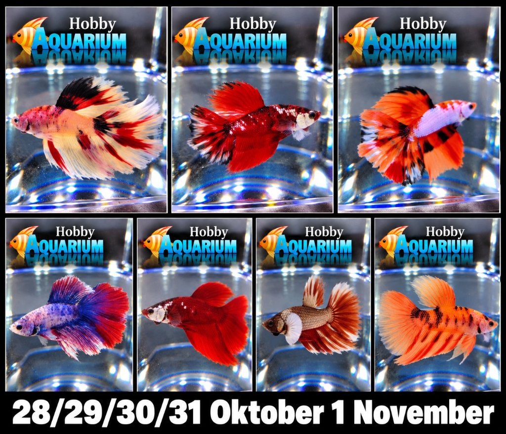 Hobbyaquarium Betta Splendes ruime keuze uit vele soorten, Poisson, Poisson d'eau douce