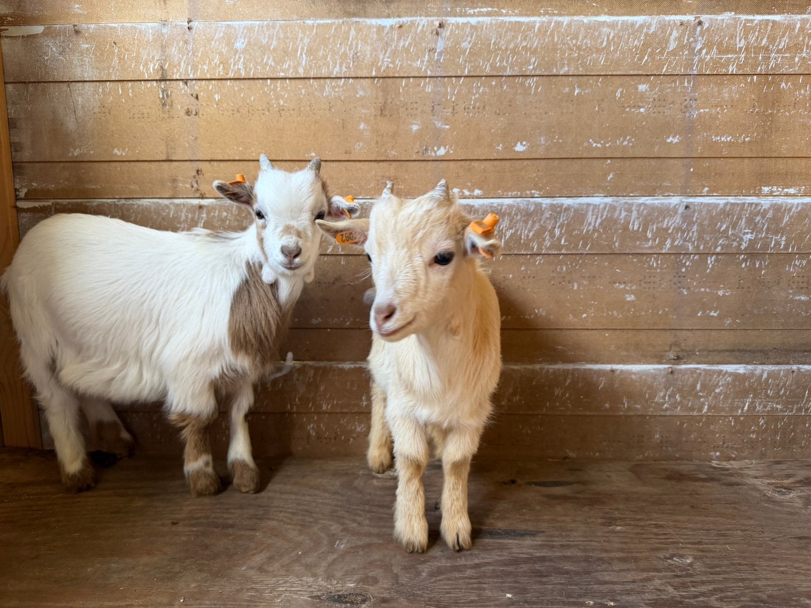 2 bokjes te koop, Dieren en Toebehoren, Schapen, Geiten en Varkens, Mannelijk, Geit, 0 tot 2 jaar