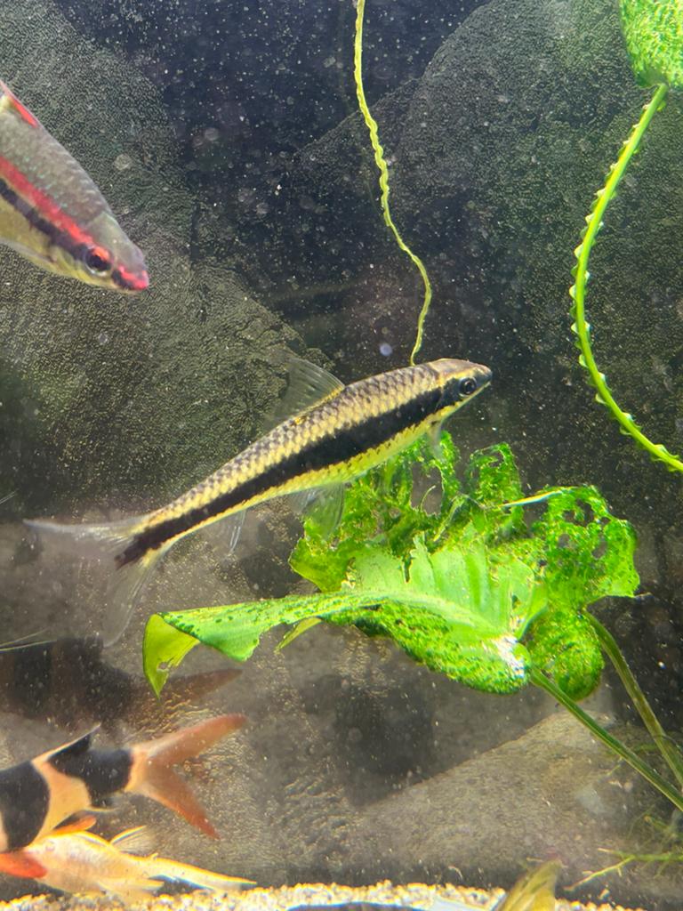 Puntius denisonii - aquarium vissen, Ophalen