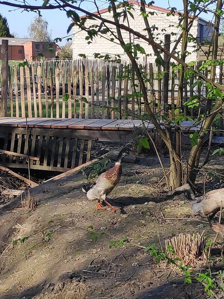 Broed eieren Indische loopeend, Dieren en Toebehoren