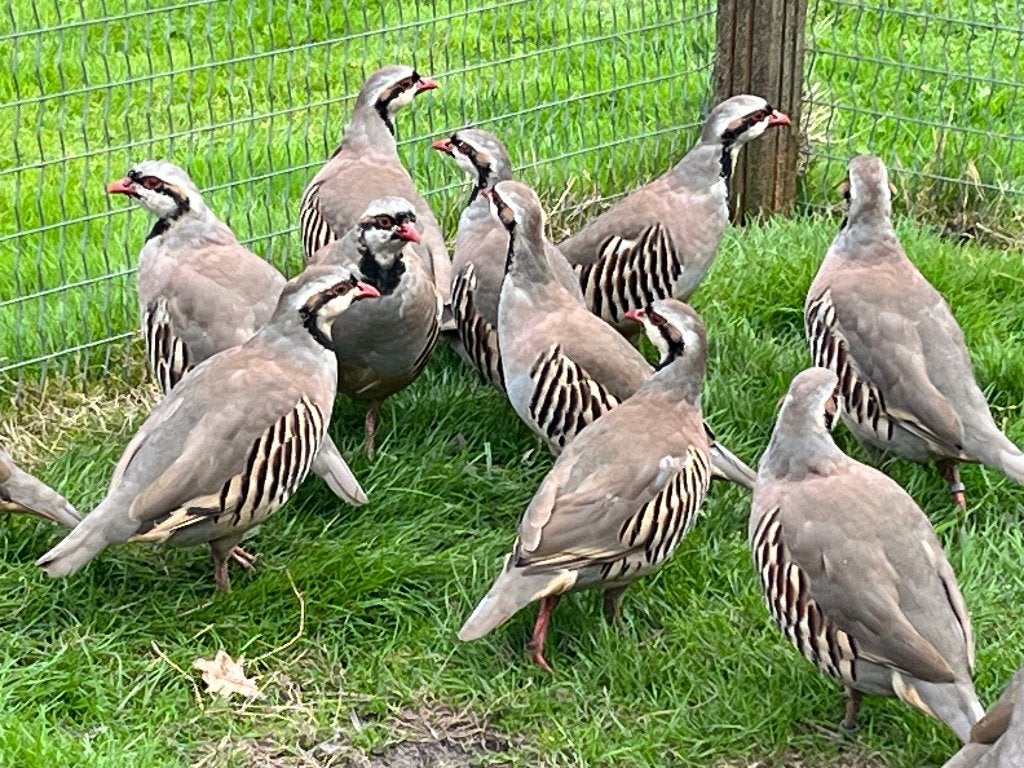 patrijzen patrijs  Chukar Patrijs en Europese Patrijs, Dieren en Toebehoren