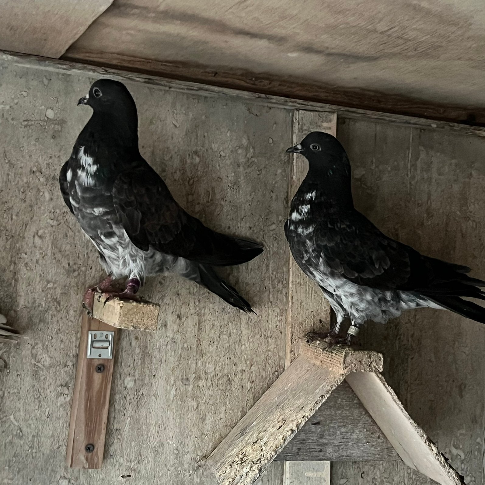 Iraanse duiven, Dieren en Toebehoren