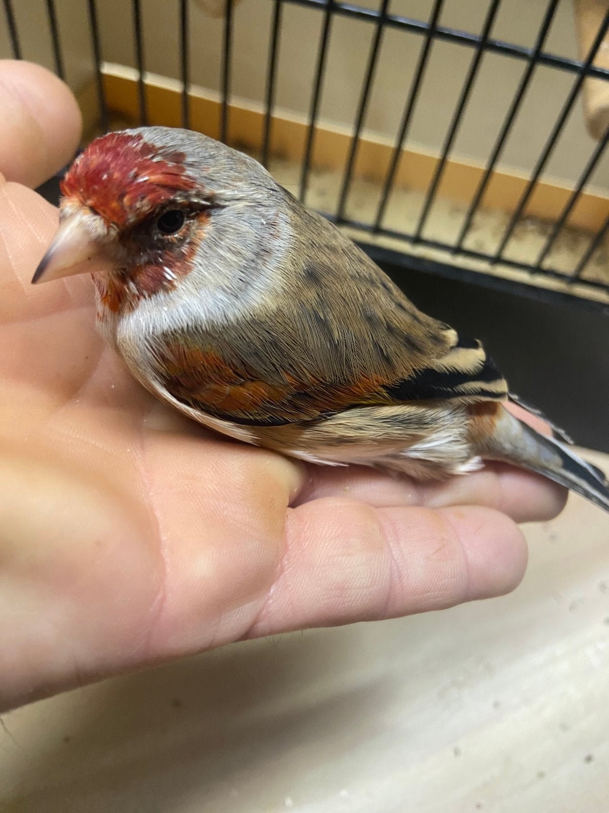 Mooie kruising distelvink x kanarie mannen, Dieren en Toebehoren, Mannelijk, Wildzangvogel, Geringd