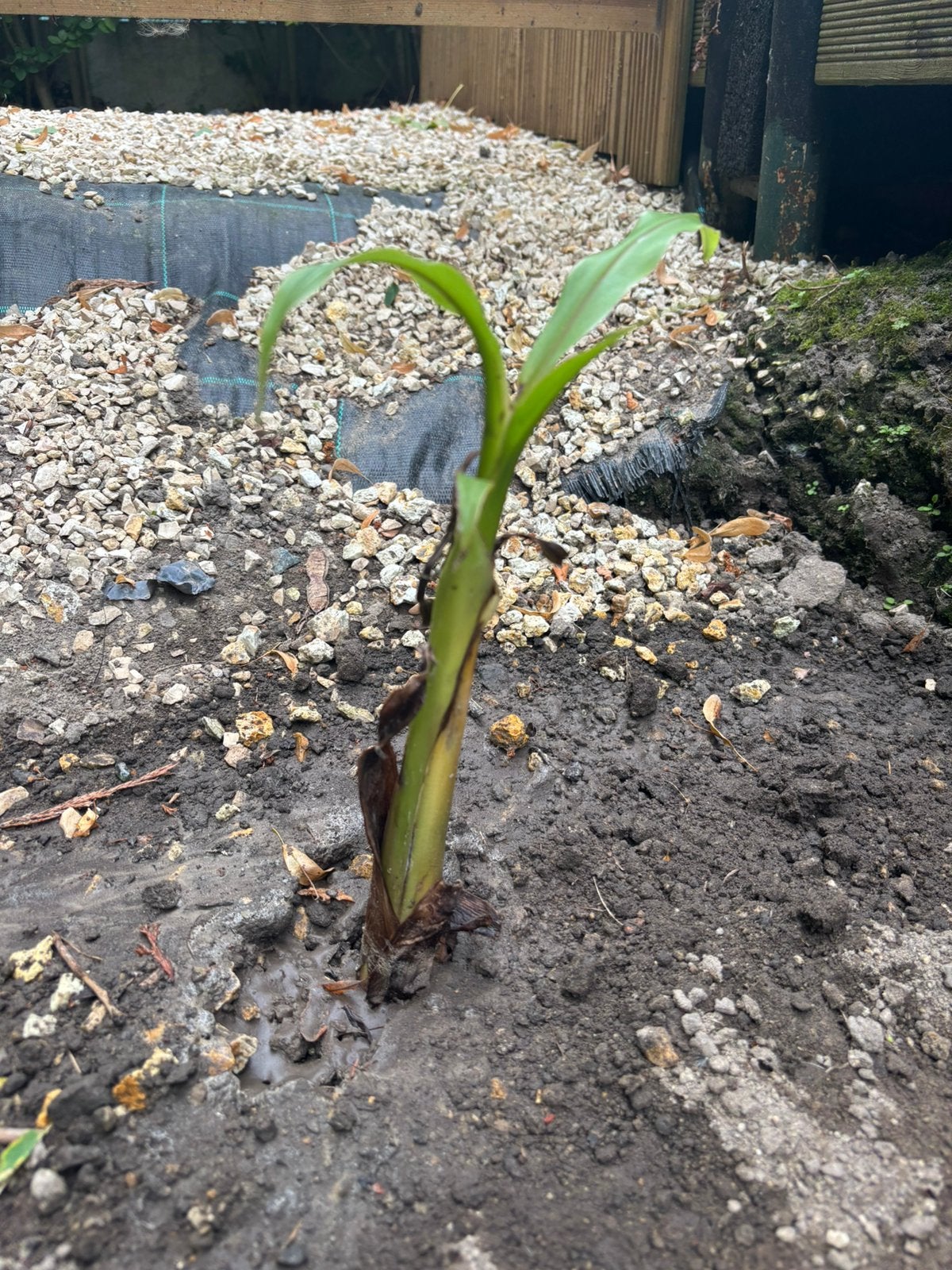 Bananen boom, Ophalen