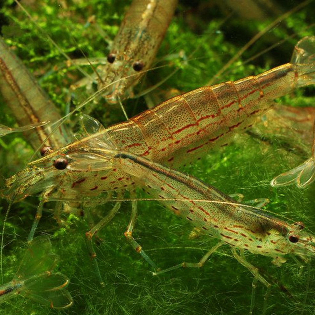 Amano Shrimps — mangeurs d'algues naturels pour aquarium, Homard, Crabe ou Crevette, Poisson d'eau douce