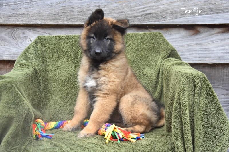 Prachtige Tervurense Herder pup, Dieren en Toebehoren, Honden | Herdershonden en Veedrijvers, Meerdere dieren, Herder, Fokker | Professioneel