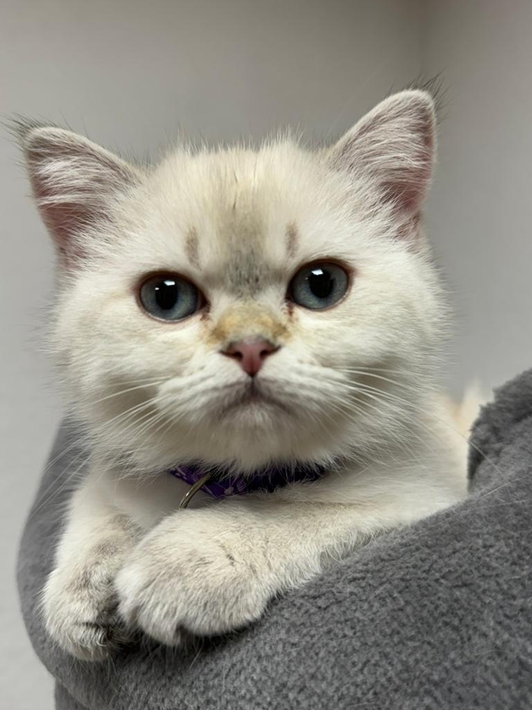 kittens Britse korthaar, Kater, Gechipt, 0 tot 2 jaar
