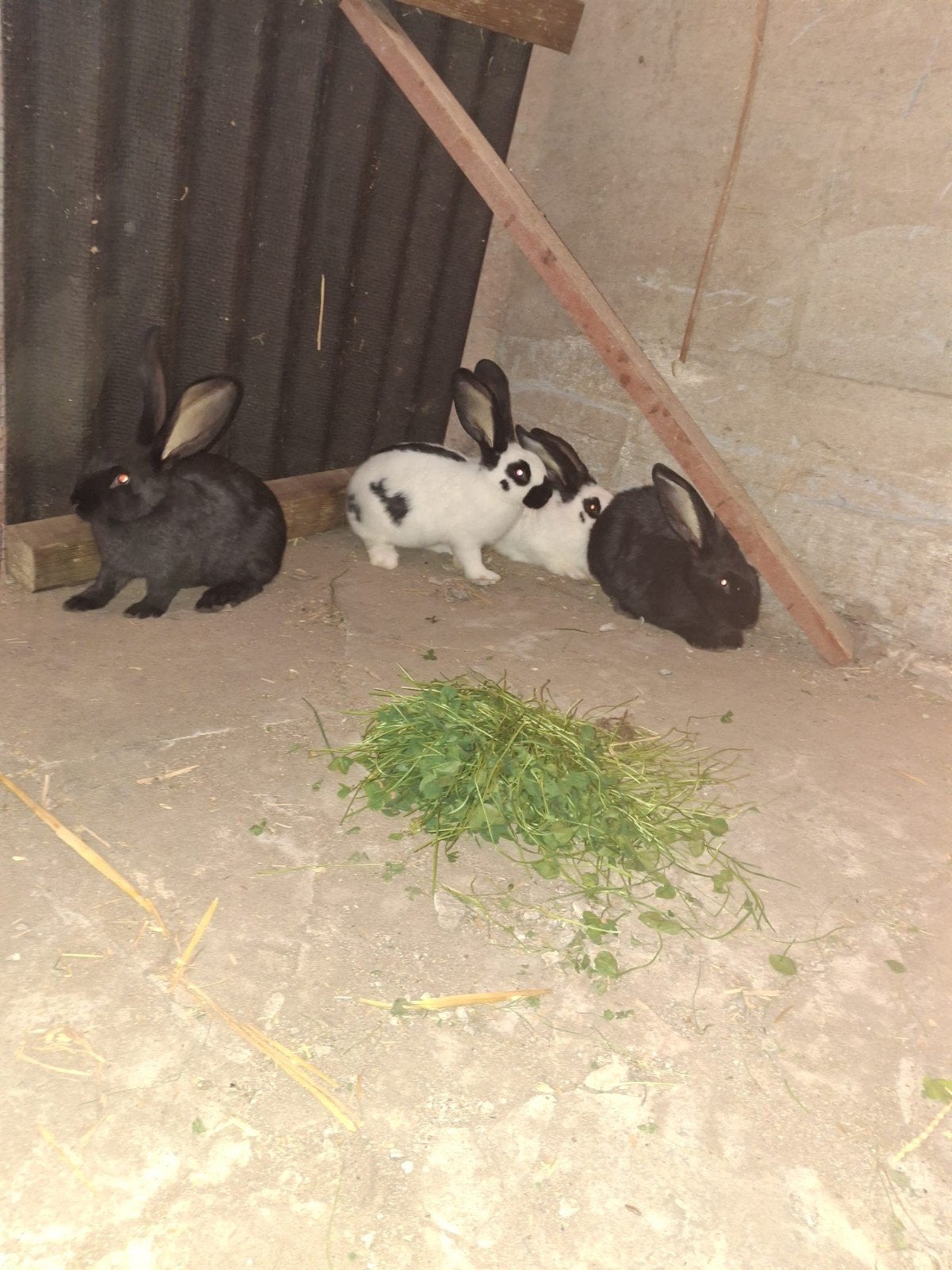 reuzevlinder konijnen te koop, Dieren en Toebehoren, Konijnen