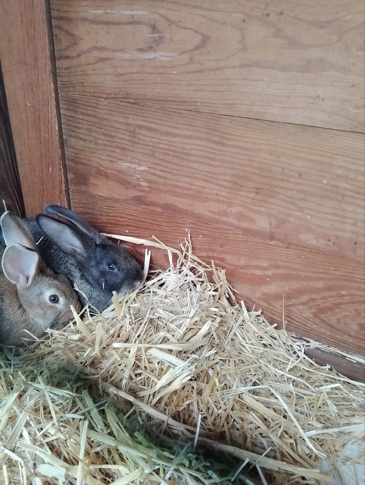5 jonge rammelaars  Vlaamse reus