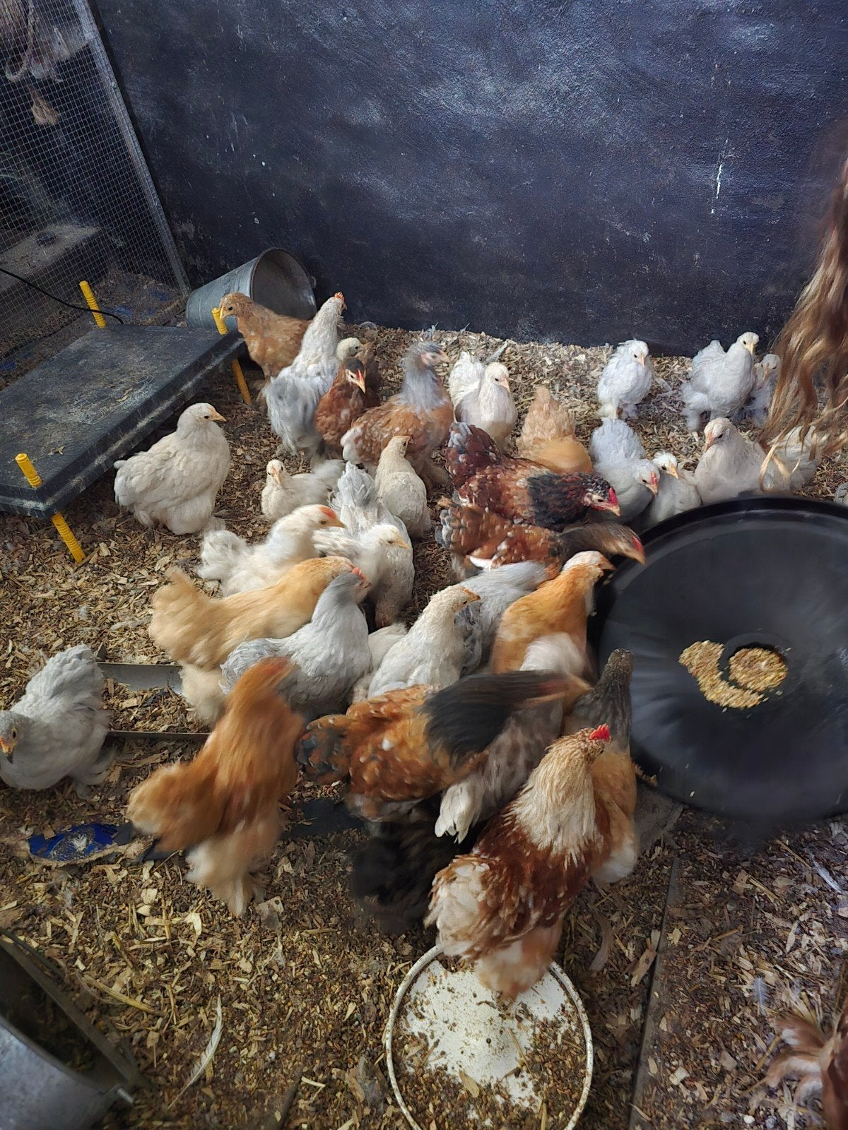 cochin krielen, Dieren en Toebehoren, Pluimvee, Kip, Meerdere dieren