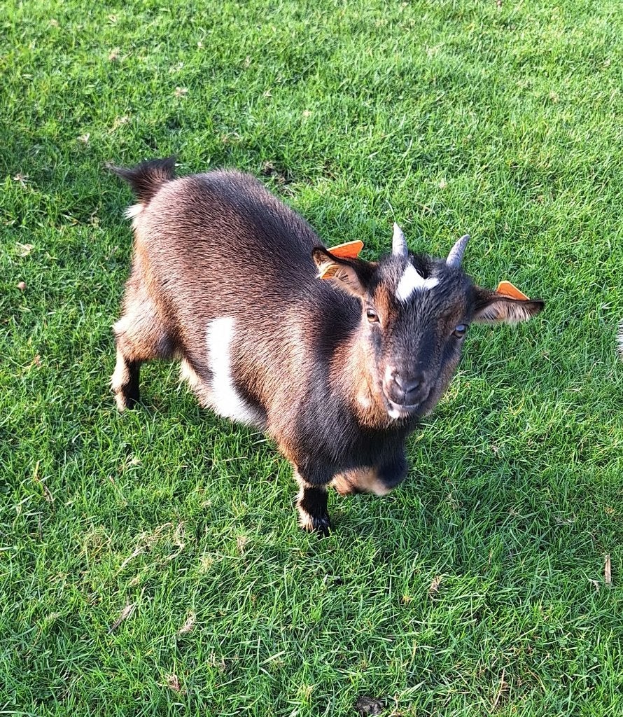 mieke, geitje