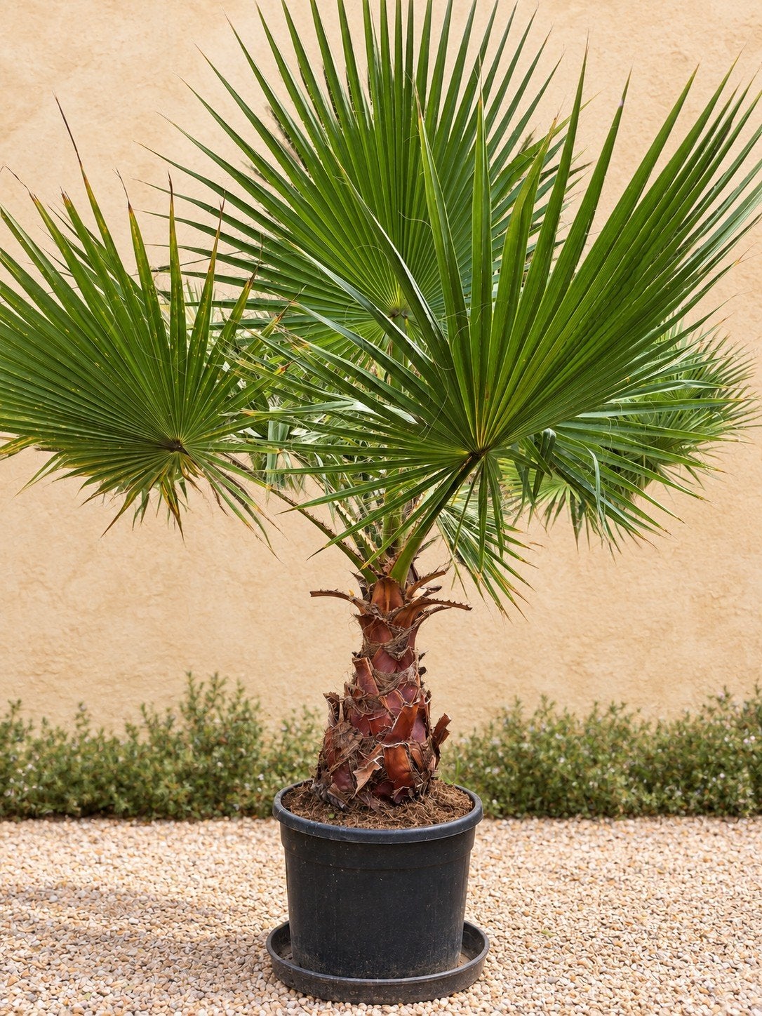 Palmboom Washingtonia Robusta, Ophalen