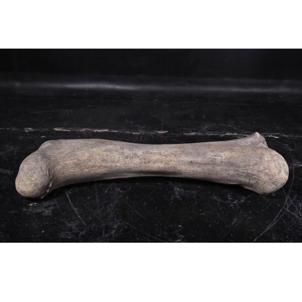 Dinosaur Bone – Dinosaurus beeld Lengte 118 cm, Ophalen, Nieuw