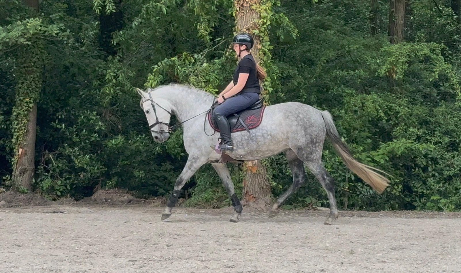 7-jarige schimmelmerrie – allround dressuur & springen, Dieren en Toebehoren, Paarden, Merrie, M
