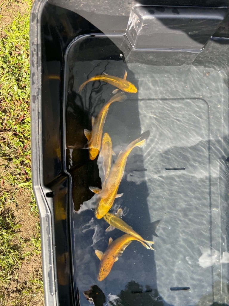 6x Yamabuki – Eigen Kweek, Karper of Koi