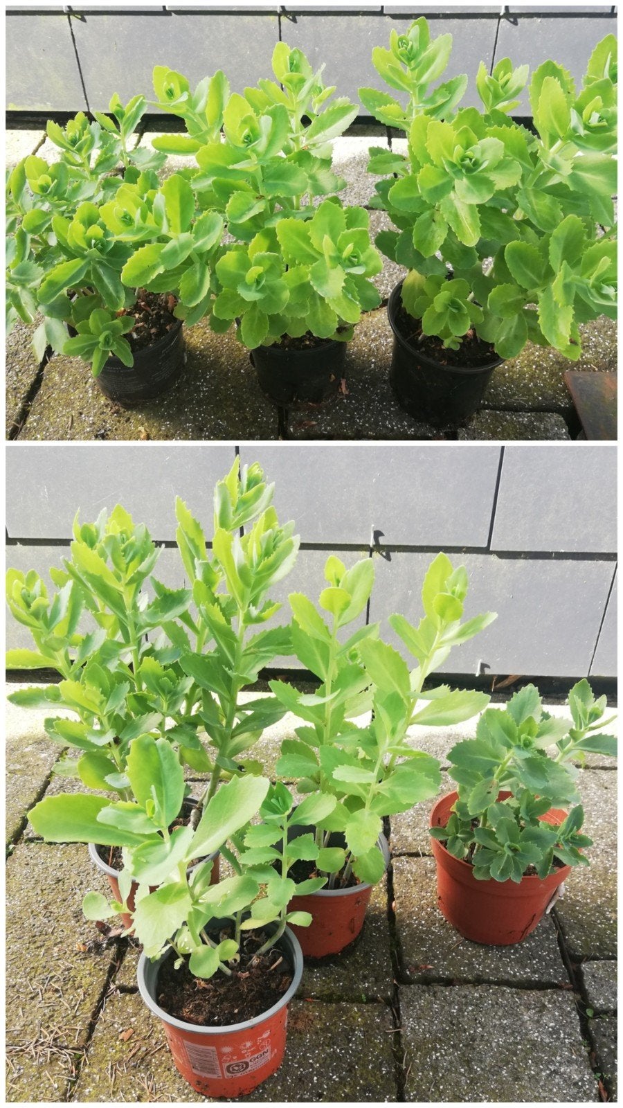 Sédum spectabile rose verhandelen of verkopen, Tuin en Terras, Planten | Tuinplanten, Ophalen, Zomer, Vaste plant, Volle zon