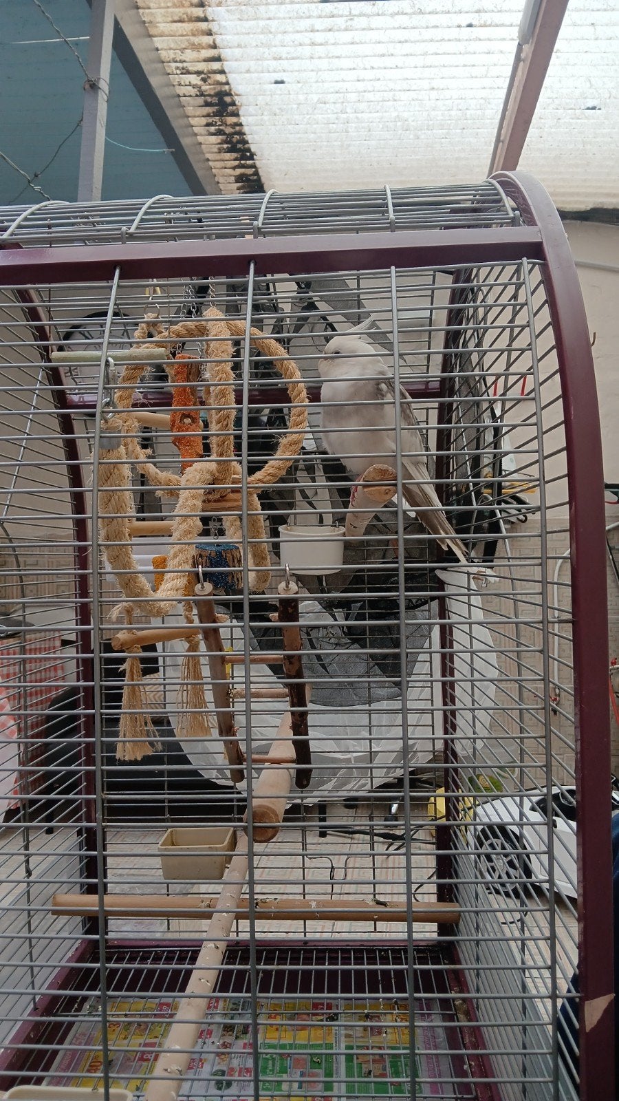 cage volière avec calopsitte mal, Animaux & Accessoires, Enlèvement, Volière