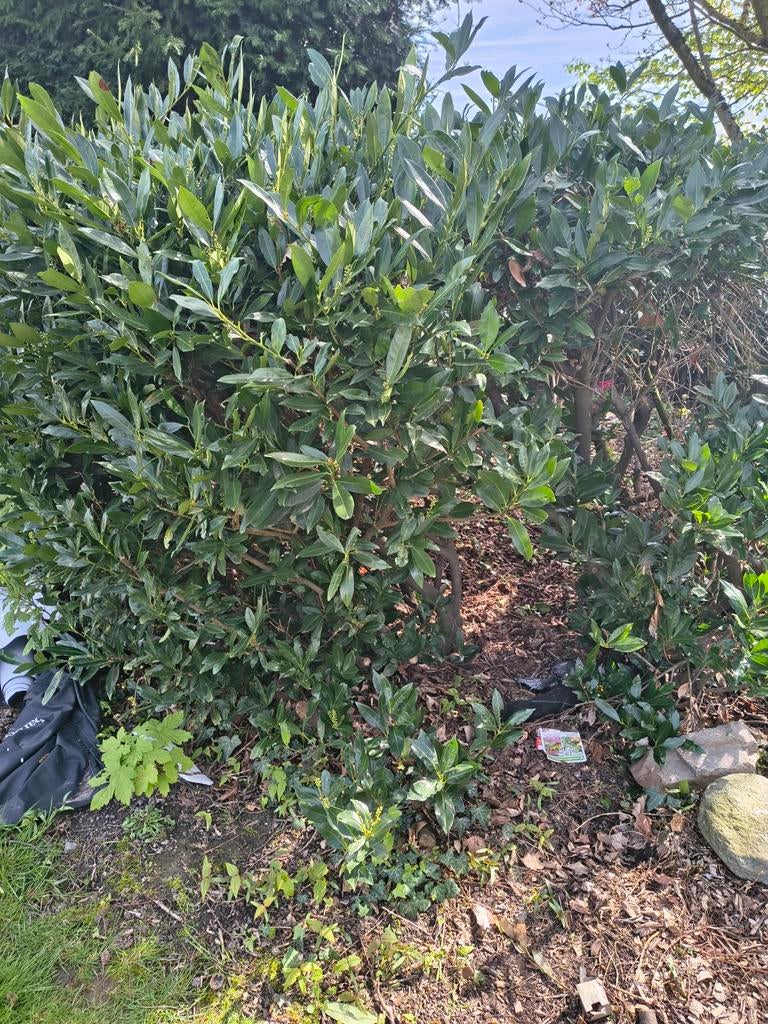 Laurier, Ophalen, Laurier