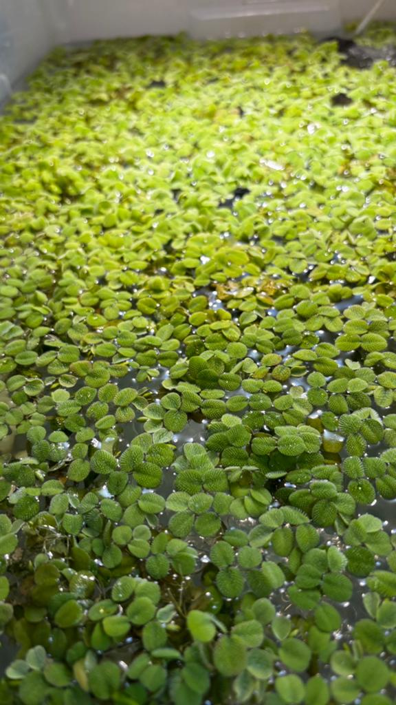 Salvinia minima - drijfplant, Ophalen
