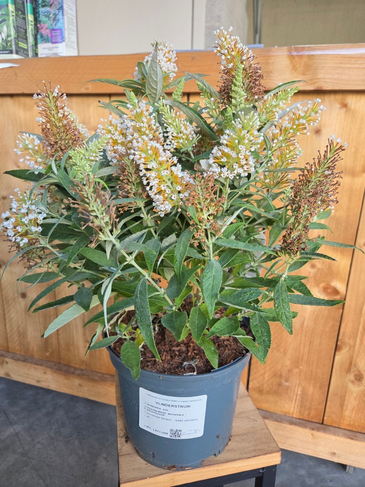 Vlinderstruik - Buddleja Little Butterfly Candy White, Ophalen
