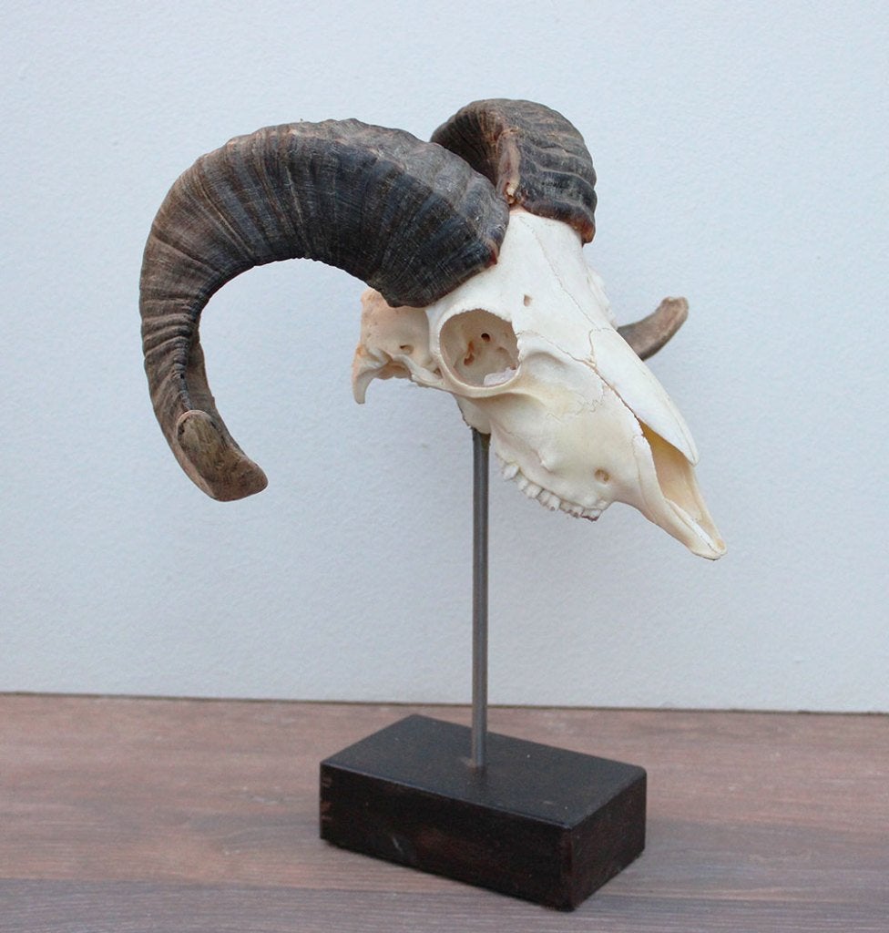 RAM SCHEDEL op houten sokkel - ref. C (gewei), Verzamelen, Dierenverzamelingen, Ophalen of Verzenden, Nieuw, Boerderijdier, Schedel