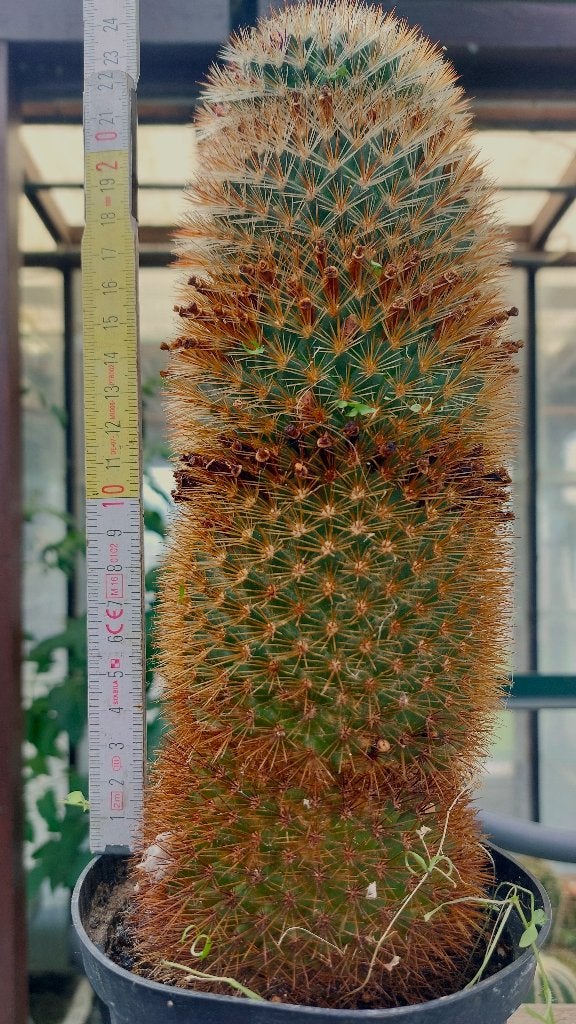 zuilcactus, Huis en Inrichting, Kamerplanten, Ophalen, Minder dan 100 cm, Bloeiende kamerplant, Volle zon