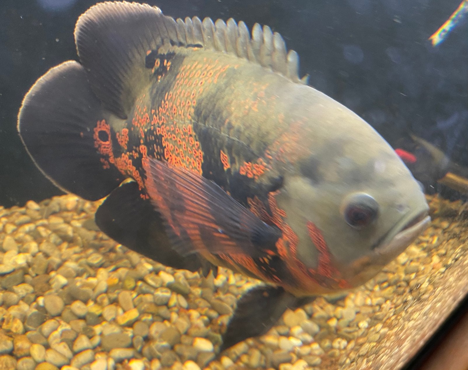 Grote pauwoog cichlide/oscar, Animaux & Accessoires, Poissons | Poissons d'aquarium