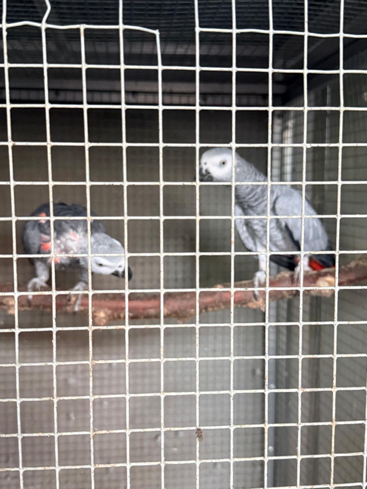 Couple gris du gabon, Plusieurs animaux, Perroquet, Bagué