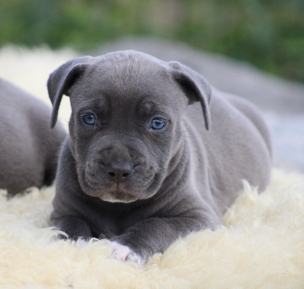 Chiots Stafford américains, American Staffordshire Terrier, Maladie de Carré (chiens), Plusieurs, Belgique
