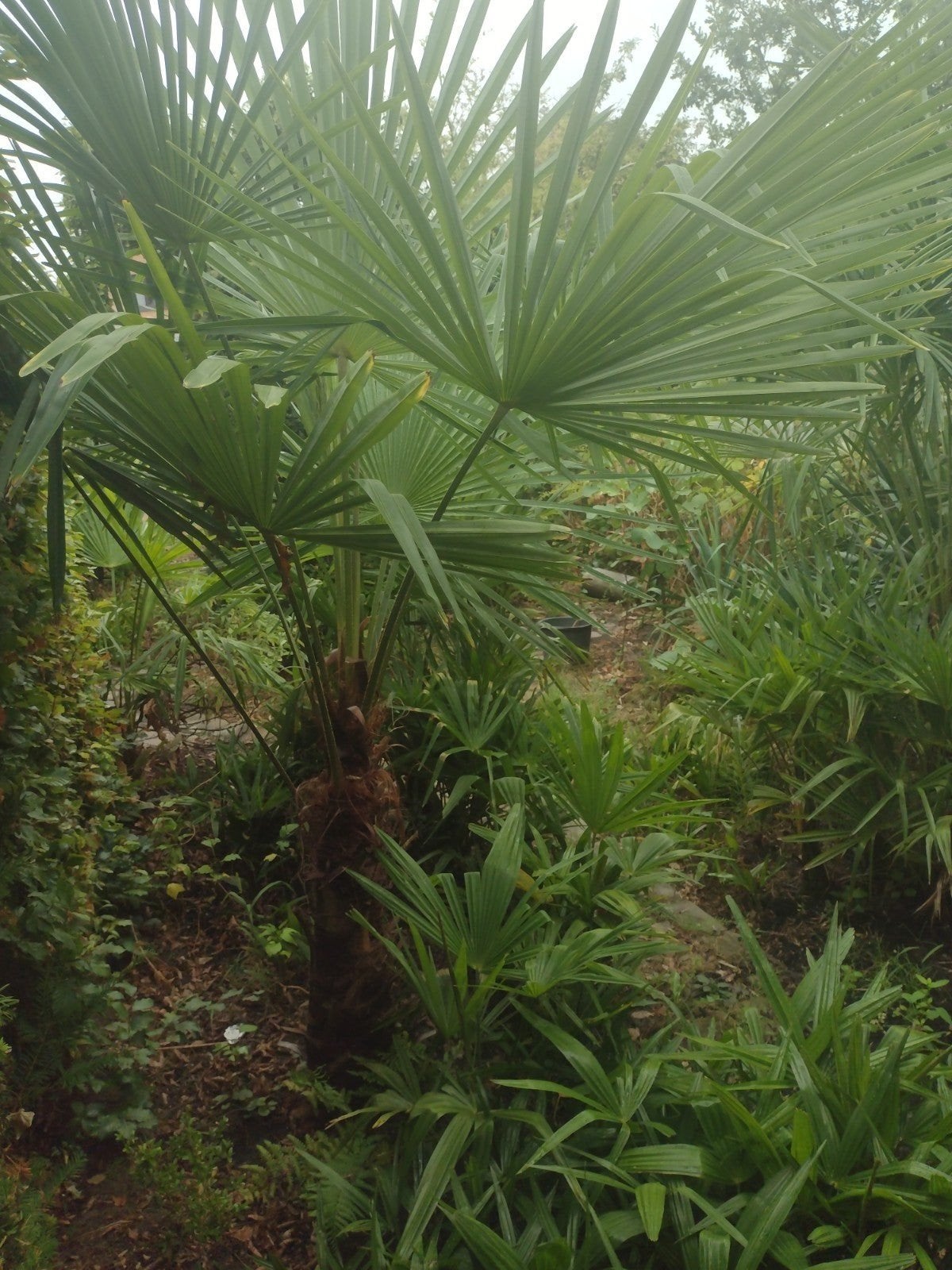 palmbomen fortunae, Ophalen