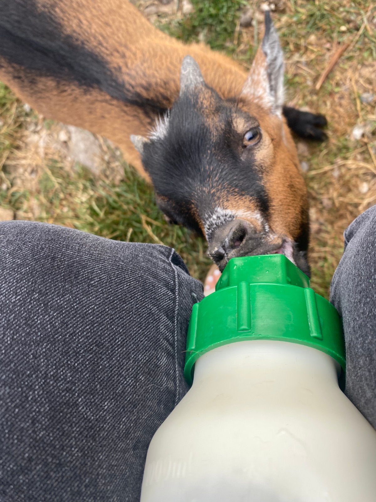 Papfles geiten, Mai, Plusieurs animaux